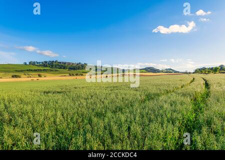 Campo di avena (avena sativa) in estate Foto Stock