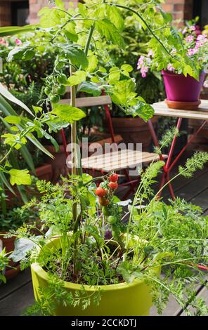 Verdure che crescono in pentole di plastica riciclate di pianta sul balcone Foto Stock