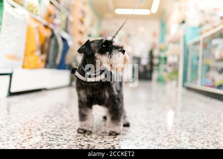 Primo piano di schnauzer su pavimento piastrellato nel salone per animali Foto Stock