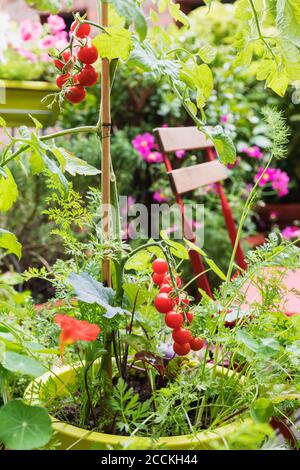 Pomodori ed erbe varie che crescono nel giardino del balcone Foto Stock