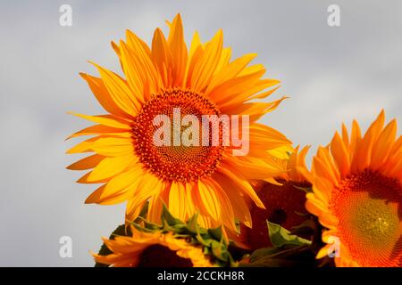 Girasoli gialli in fiore Foto Stock
