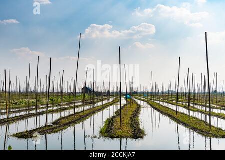 Myanmar, stato di Shan, giardini galleggianti sul lago Inle Foto Stock