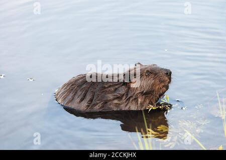 Beaver primo piano profilo mangiare in acqua mostrando la sua pelliccia marrone, corpo, testa, occhio, orecchie, naso, zampe, artigli con un fondo d'acqua nel suo habitat Foto Stock