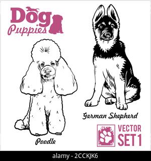Poodle e Pastore tedesco - cuccioli di cane. Gruppo vettoriale. Divertenti cani cuccioli personaggi diversi pani gorgy illustrazione isolato su bianco. Illustrazione Vettoriale