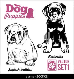 Italiano Bulldog e Rottweiler - cuccioli di cane. Gruppo vettoriale. Divertenti cani cuccioli personaggi diversi pani gorgy illustrazione isolato su bianco. Illustrazione Vettoriale
