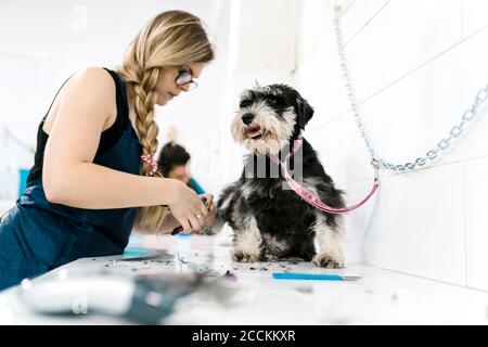 Femmina groomer taglio chiodi schnauzer sul tavolo in salone per animali domestici Foto Stock