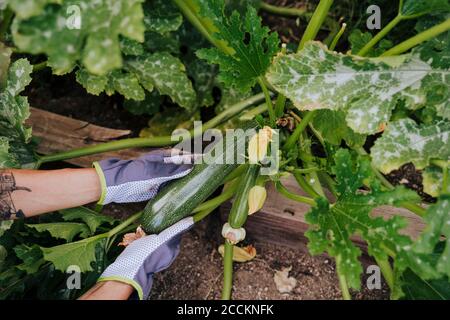 Primo piano di mani di donna che raccolgono zucchine in orto Foto Stock