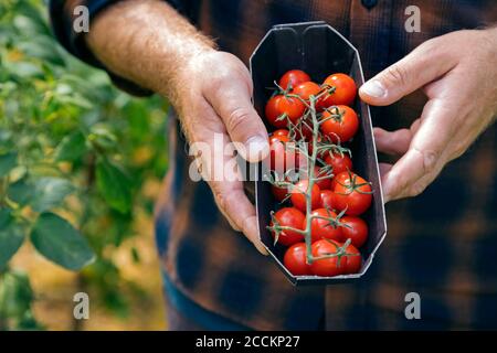Scatola di contenimento dell'agricoltore con tomatos raccolti Foto Stock