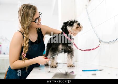 Sorridente femmina groomer spazzolando schnauzer sul tavolo in salone per animali domestici Foto Stock