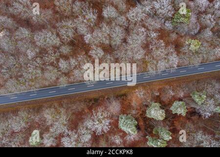 Germania, Baviera, drone vista di strada asfaltata che taglia attraverso la foresta di Steigerwald in inverno Foto Stock
