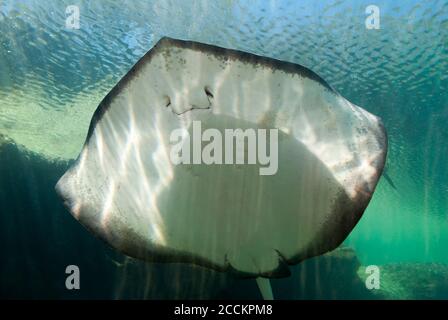 La vista ravvicinata di un raggio di nuoto dal basso (Nassau, Bahamas). Foto Stock