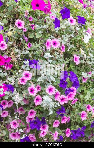 Fiori luminosi e allegri viola, rosa e blu in un cestino sospeso in un villaggio inglese in estate Foto Stock