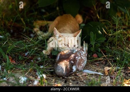 Zenzero giovane gatto domestico morde un piccione catturato su erba verde nel giardino. Predatore Cat e colomba. Foto Stock