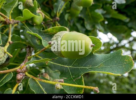 Quercia inglese (Quercus robur), ramoscello con ghiande e foglie, Bernried, Baviera, Germania, Europa Foto Stock