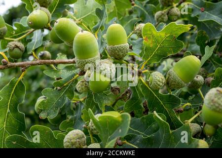 Quercia inglese (Quercus robur), ramoscello con ghiande e foglie, Bernried, Baviera, Germania, Europa Foto Stock