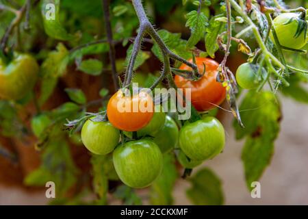 Pomodori, Tumbling Toms (Solanum lycopersicum Tumbling Tom) che cresce in un cestino appeso in un giardino di cucina Foto Stock