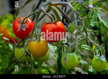 Pomodori, Tumbling Toms (Solanum lycopersicum Tumbling Tom) che cresce in un cestino appeso in un giardino di cucina Foto Stock