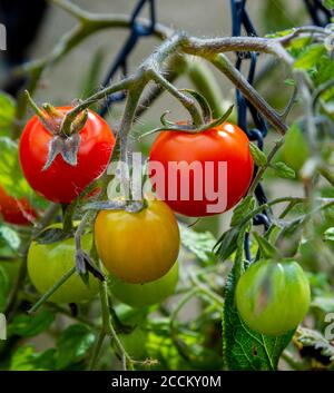 Pomodori, Tumbling Toms (Solanum lycopersicum Tumbling Tom) che cresce in un cestino appeso in un giardino di cucina Foto Stock