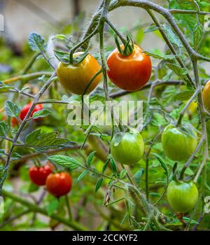 Pomodori, Tumbling Toms (Solanum lycopersicum Tumbling Tom) che cresce in un cestino appeso in un giardino di cucina Foto Stock