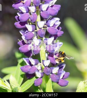 L'ape di miele che si nutra su un lupino viola illuminato dalla luce naturale del sole. Foto Stock