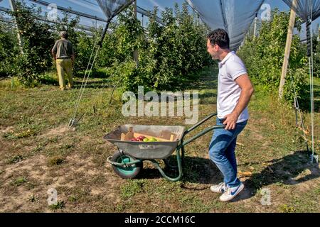 Sirig, Serbia, 18 settembre 2018. Piantagione di mele completamente protetta da reti in caso di maltempo. Il proprietario controlla la qualità e il Foto Stock