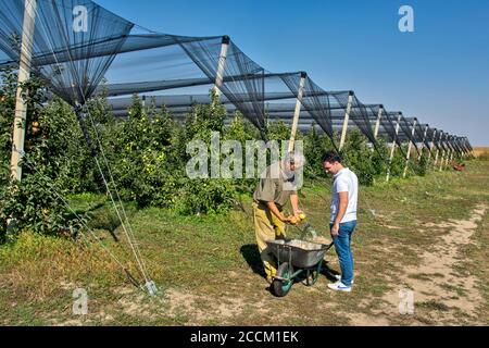 Sirig, Serbia, 18 settembre 2018. Piantagione di mele completamente protetta da reti in caso di maltempo. I visitatori vedono la qualità della mela Foto Stock