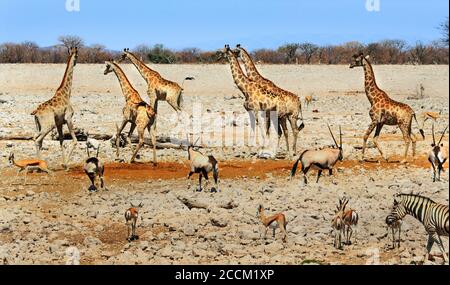 La vivace Waterhole nel Parco Nazionale di Etosha, con giraffe, Impala, Oryx e Zebra. Okaukeujo è il campo principale di Etosha e il suo waterhole è un magnete per Foto Stock