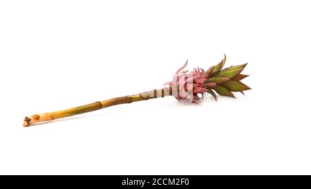 Fiore di ananas rosa decorativo su sfondo bianco. Esotico. Foto Stock