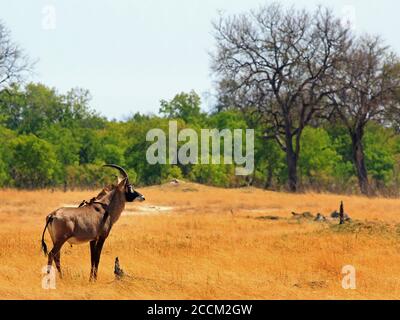 Raro Roan Antelope (Hippotragus equinus) che si trova sulle aride pianure aperte di Africna. L'erba è molto gialla come è la stagione secca e l'acqua è cicra Foto Stock