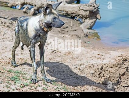 Cane selvatico africano (cane dipinto), in piedi accanto ad un piccolo buco d'acqua in Namibia. I cani sono in pericolo e così sono collarred per monitorare il loro Foto Stock