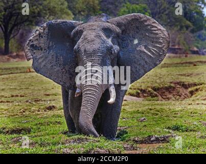 L'elefante africano con le orecchie si estendeva in piedi in una laguna piena di cavoli nel Parco Nazionale di Luangwa Sud, Zambia Foto Stock