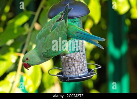 Green Ring collo Parakeets appesi su un alimentatore di uccelli con testa angolata verso l'esterno contro uno sfondo verde naturale e sfocato del giardino Foto Stock