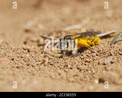 Ape comune di solco / ape snello di miniera (Lasioglossum calceatum) con i cestini pieni di polline che si avvicinano al suo burrone di nido, Wiltshire, Regno Unito, marzo. Foto Stock
