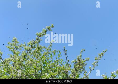 La mosca di San Marco / la mosca di marzo / la mosca di Hawthorn (Bibio marci) ballano sciame sopra un albero di Hawthorn in un giorno caldo di primavera, hedgerow di Wiltshire, Regno Unito, aprile. Foto Stock