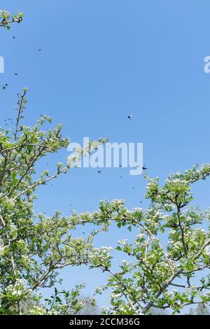 La mosca di San Marco / la mosca di marzo / la mosca di Hawthorn (Bibio marci) ballano sciame sopra un albero di Hawthorn in un giorno caldo di primavera, hedgerow di Wiltshire, Regno Unito, aprile. Foto Stock