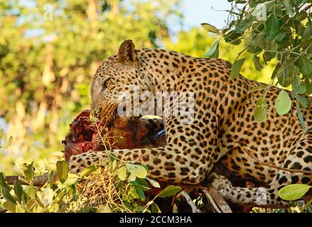 Leopardo africano (Panthera Pardus) in un albero mangiare è uccidere con buona illuminazione, nel South Luangwa National Park, Zambia, Africa del Sud Foto Stock