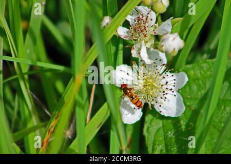 Marmalata hoverfly, insetti volanti impollinante fiore selvaggio nella campagna britannica su estate pomeriggio Foto Stock