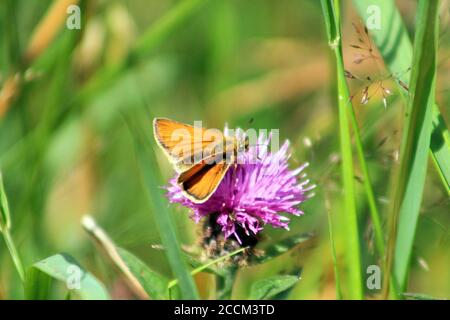 Skipper Butterfly, marmotte che si annidano sul thistle in UK in un'estate pomeriggio Foto Stock