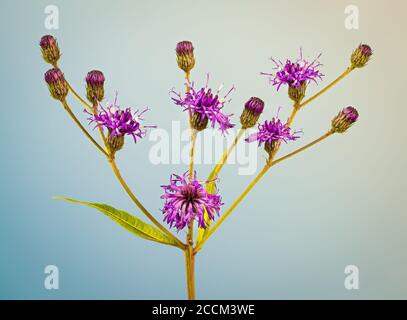 Macro vista del gruppo di fiori di alture erbacce (Veronia gigantea), un fiore selvatico nativo del Nord America orientale. Foto Stock