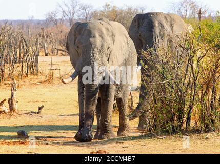 Due elefanti che escono da un cespuglio sulle pianure africane, il Parco Nazionale di Hwange, Zimbabwe Foto Stock