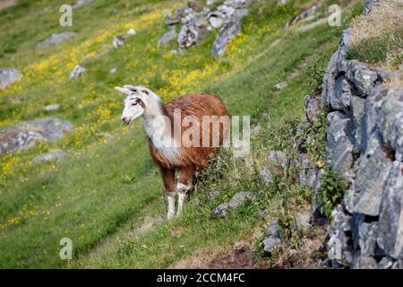 GEIRANGER, NORVEGIA - 2016 GIUGNO 13. Lama nella natura norvegese con erba verde fresca Foto Stock