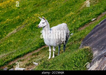 GEIRANGER, NORVEGIA - 2016 GIUGNO 13. Lama bianca nella natura norvegese con erba verde fresca. Foto Stock