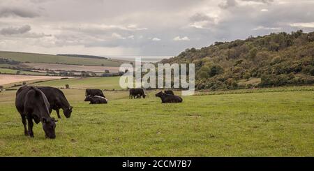 Bestiame Sussex vicino Cissbury Ring Foto Stock