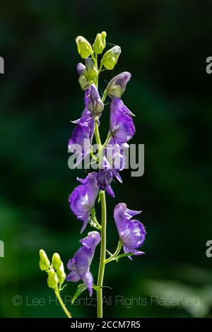 Monkshood, Aconitum columbianum, fiorendo lungo un piccolo ruscello lungo il percorso delle nevi nella natura selvaggia delle rocce di Goat, Gifford Pinchot National Fores Foto Stock
