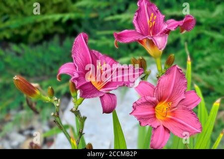 Bella tre fiori rosa giorno Lily o Hemerocallis primo piano in giardino d'estate su sfondo sfocato. Ninfee da giorno delicati e luminosi. Giardinaggio, floricul Foto Stock