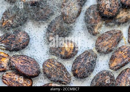 muffa e funghi primo piano su grani di anguria Foto Stock