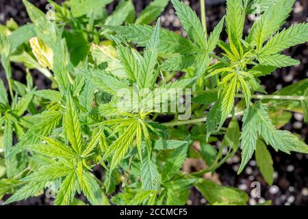 Vista in primo piano di una piccola pianta di cannabis. La pianta è all'aperto in una giornata luminosa e soleggiata. Foto Stock