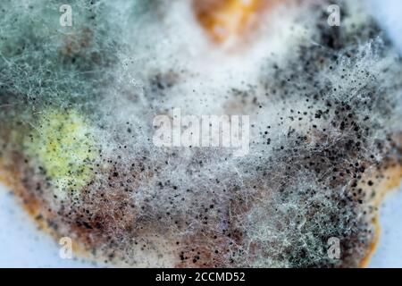 Un pezzo di cibo coperto di muffa e funghi patogeni ruota da vicino Foto Stock