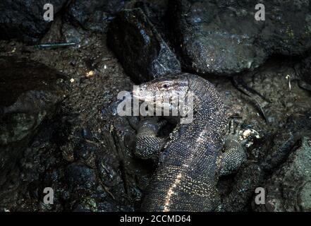 chiudi la lucertola di comodo sullo stagno scuro per predatore sopravvivi Foto Stock