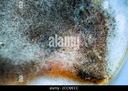 Un pezzo di cibo coperto di muffa e funghi patogeni ruota da vicino Foto Stock